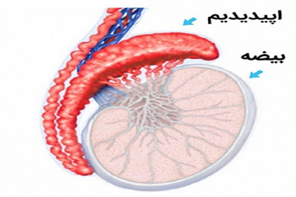 اپیدیدیمیت: علل، تشخیص و درمان آن