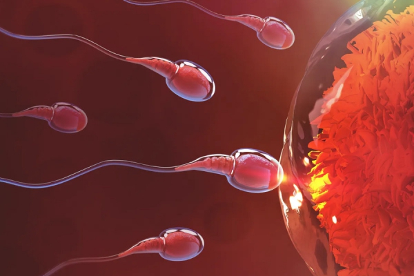 جنین، اسپرم و تخمک منجمد را تا چه مدت می توان نگهداری کرد؟