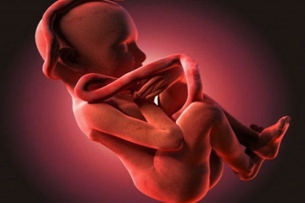 خدمات اهدای تخمک و جنین تحت پوشش سازمان های بیمه نیست